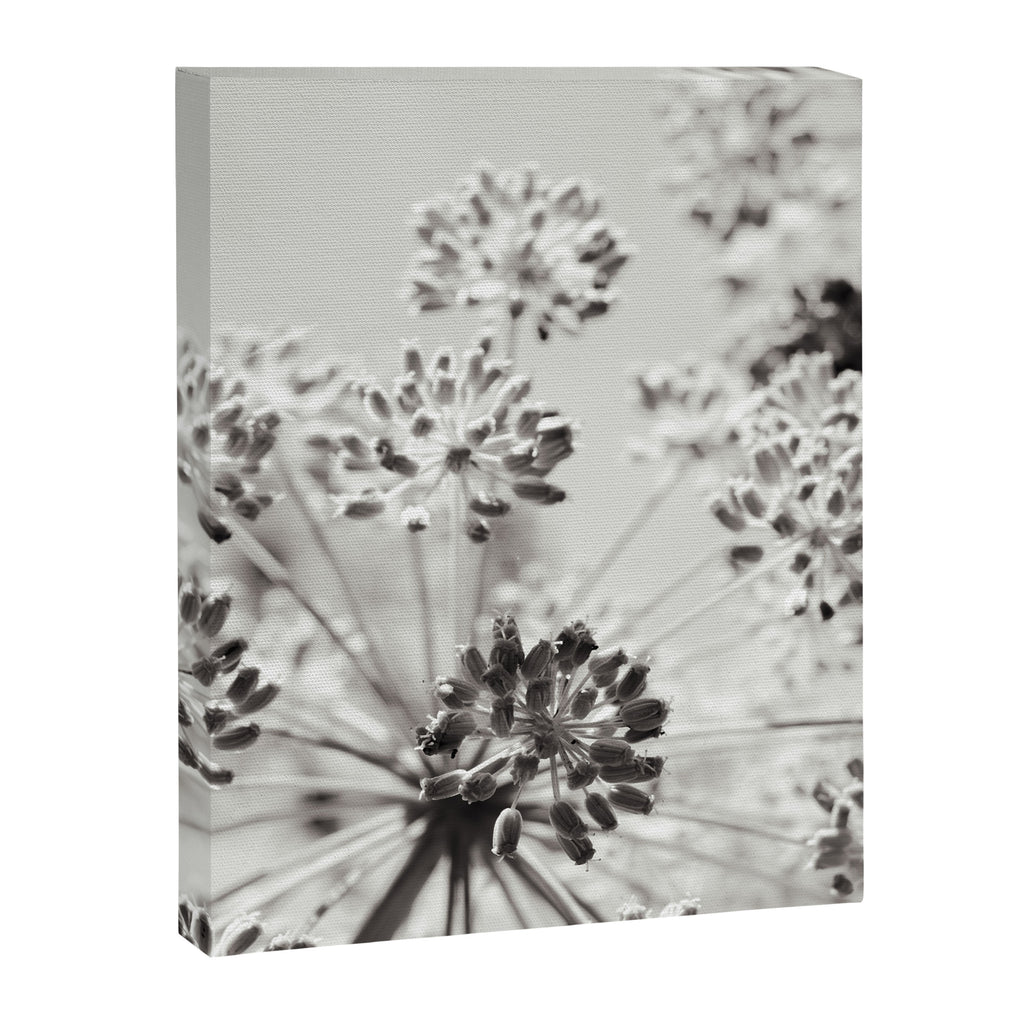 botanical abstract photograph no. 2 - modern black and white floral art Canvas Print Gallery Image 6