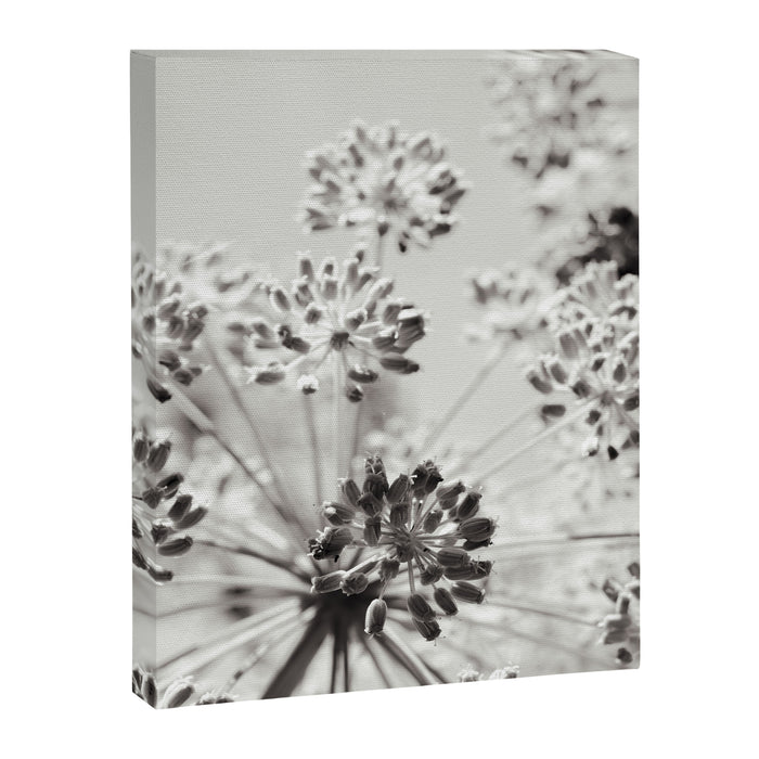 botanical abstract photograph no. 2 - modern black and white floral art Canvas Print Gallery Image 1