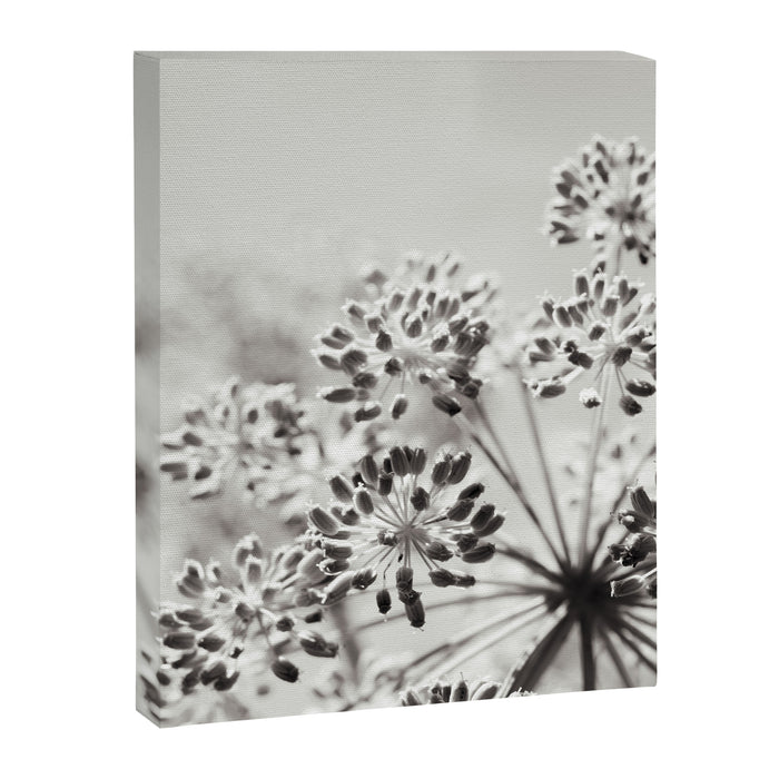 botanical abstract photograph no. 6 - black and white photography modern floral Canvas Print Gallery Image 1