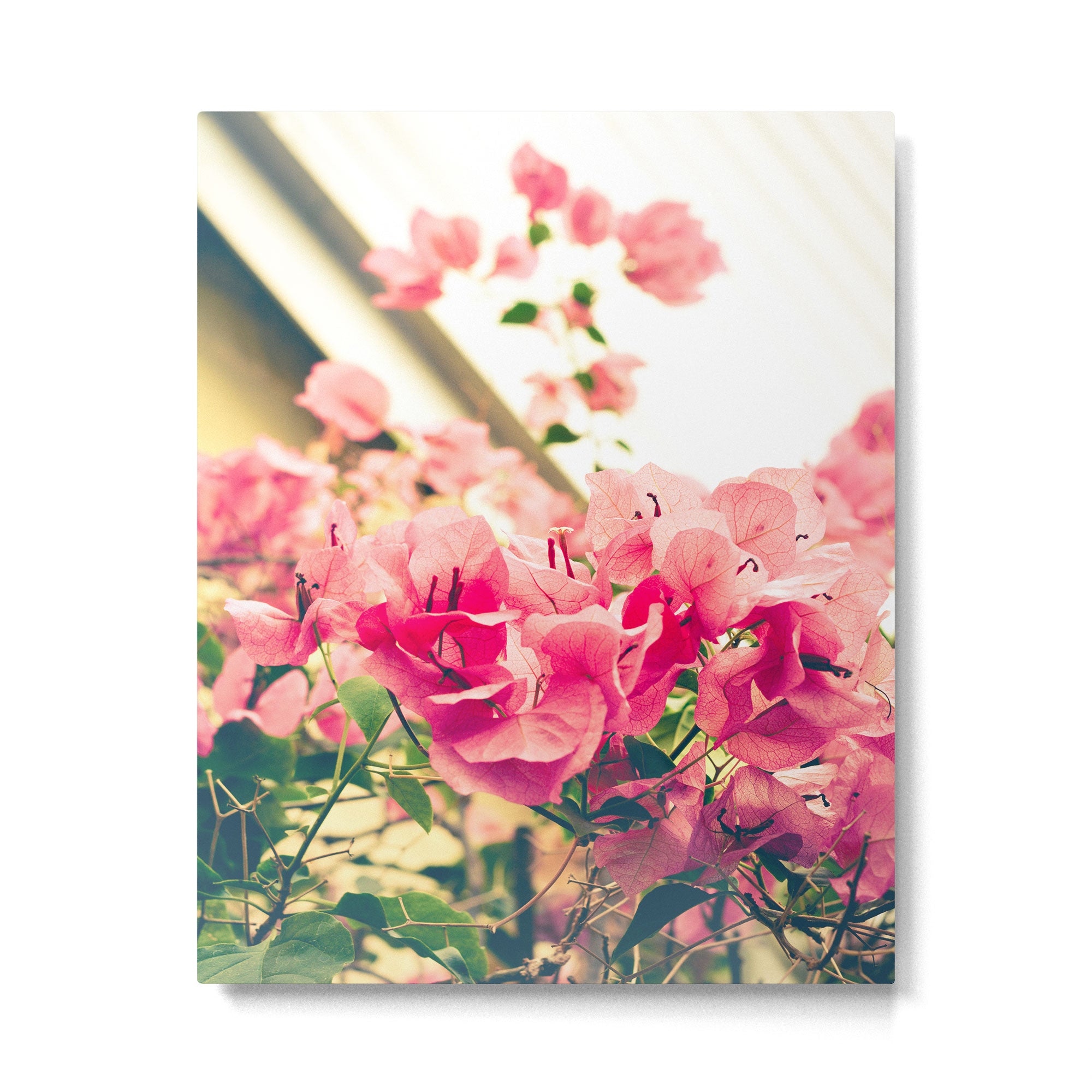 Bougainvillea 1 Metal Print Gallery Image 4