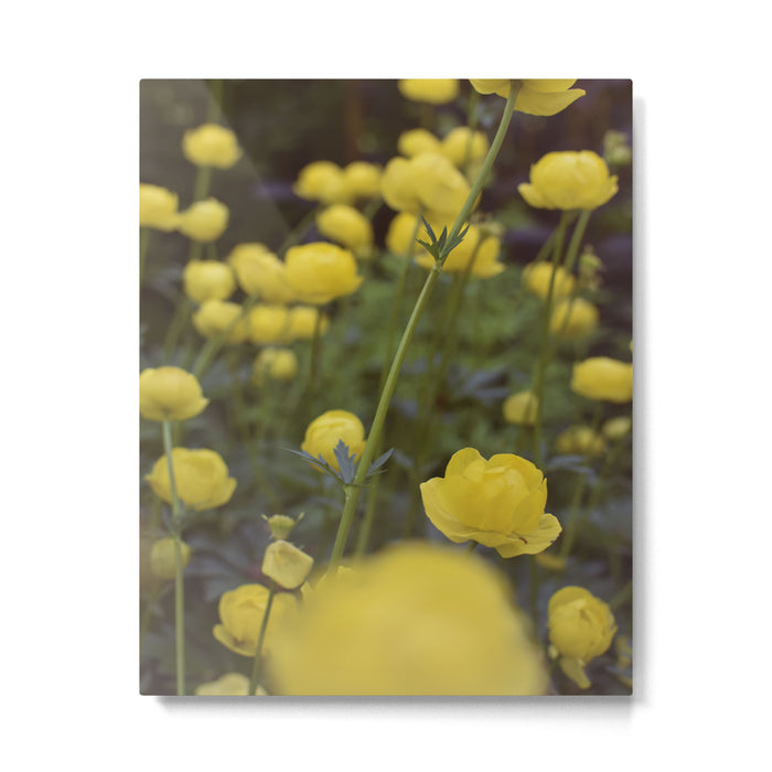 Buttercup Metal Print Gallery Image 1