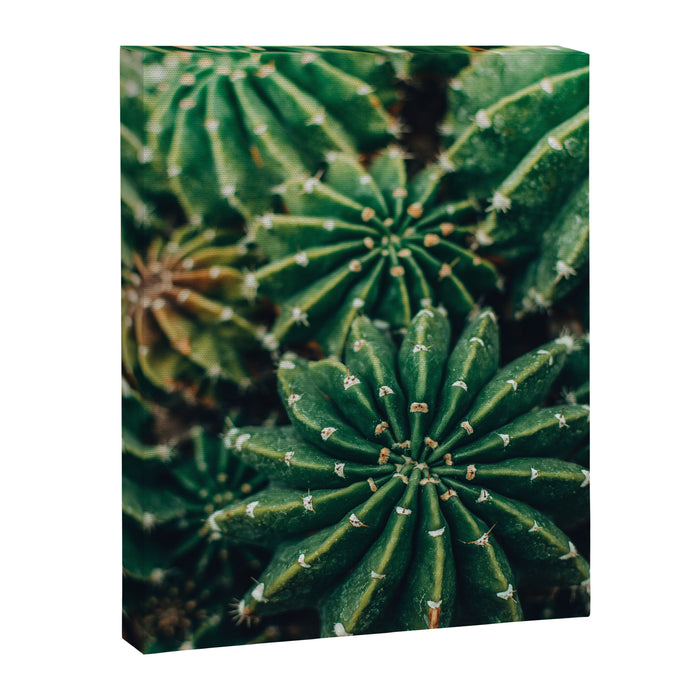 Cactus Study 2 Canvas Print Gallery Image 1