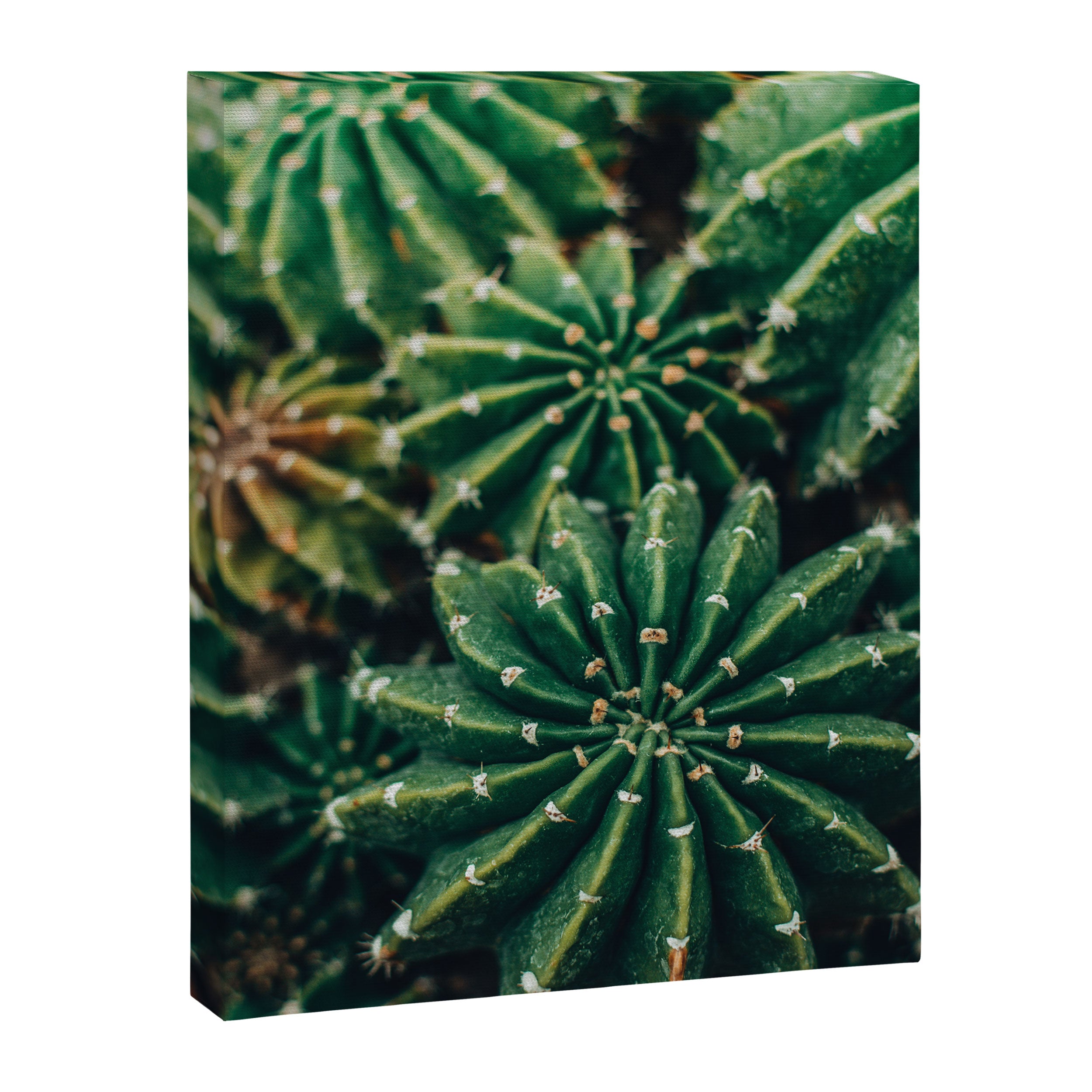Cactus Study 2 Canvas Print Gallery Image 6
