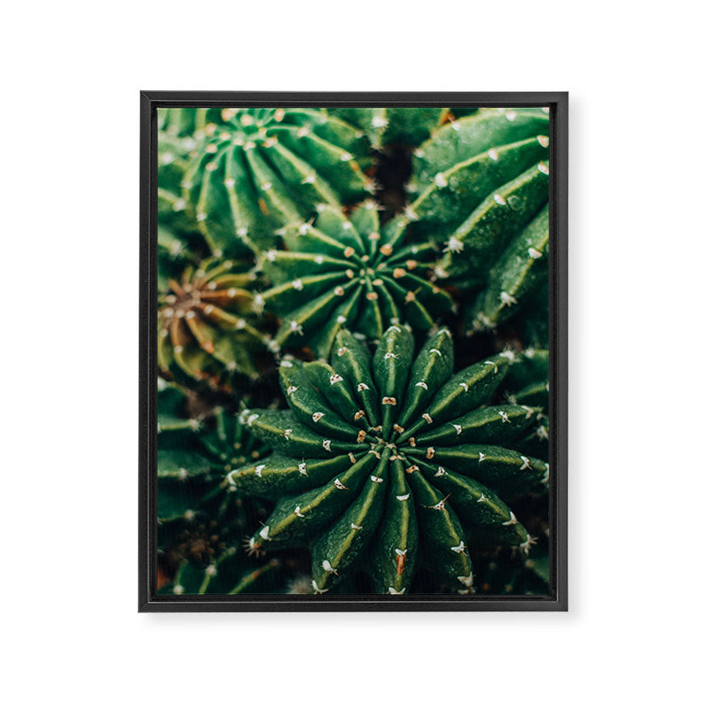 Cactus Study 2 Framed Canvas Print Gallery Image 6