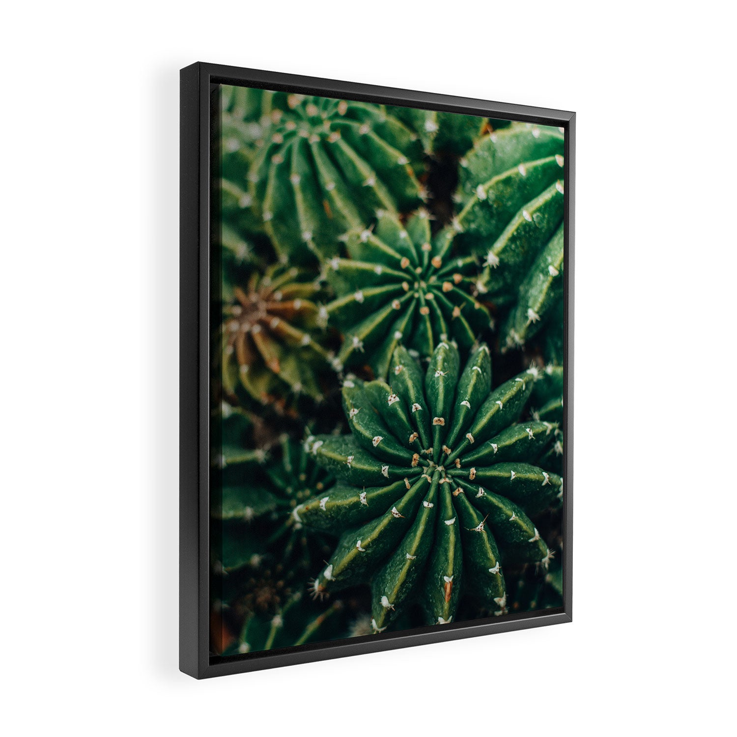 Cactus Study 2 Framed Canvas Print Gallery Image 2