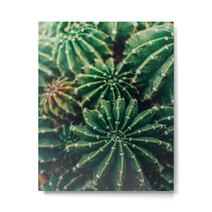 Cactus Study 2 Metal Print Gallery Image 1