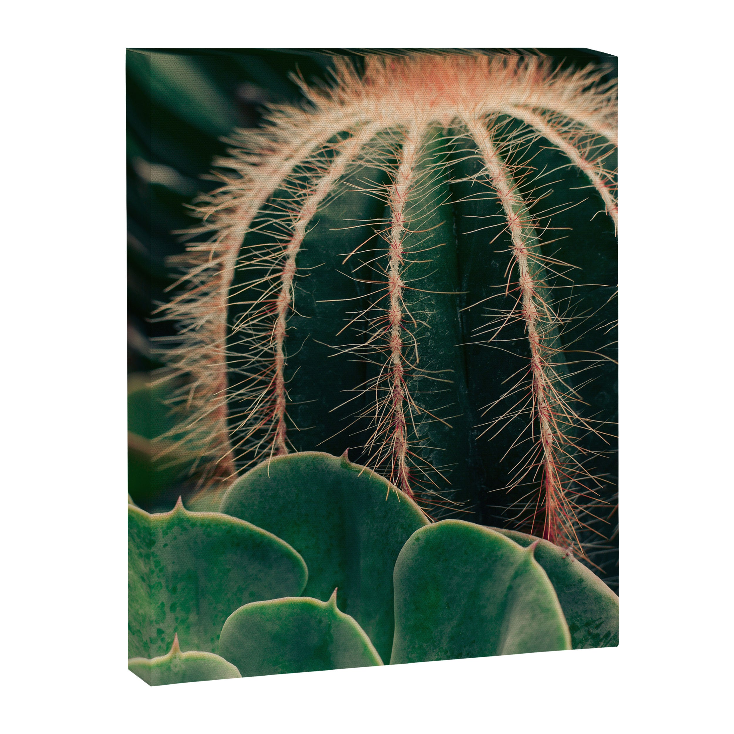 Cactus Study Canvas Print Gallery Image 6