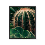 Cactus Study Framed Canvas Print Gallery Image 6