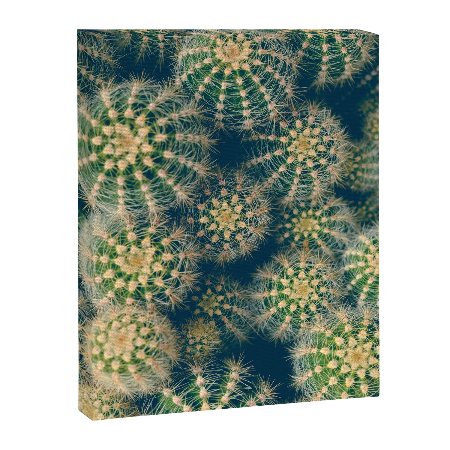 Cactus Canvas Print Gallery Image 3