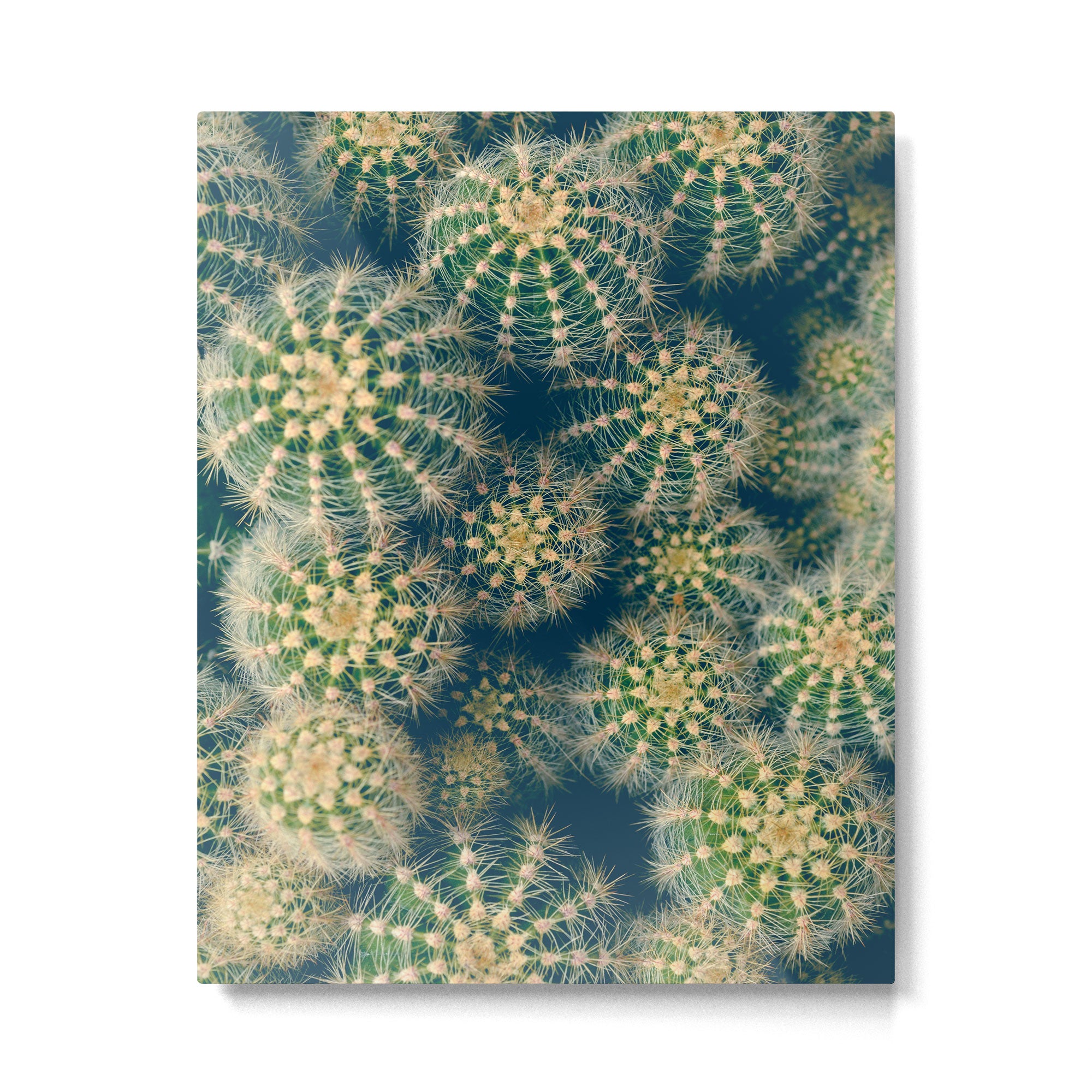 Cactus Metal Print Gallery Image 4