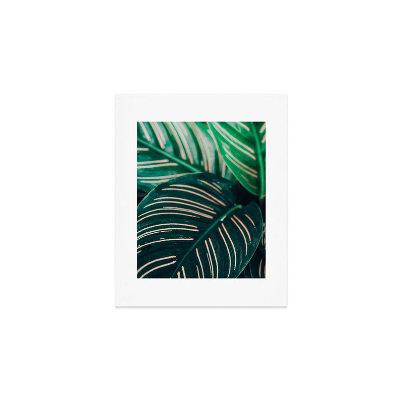 Calathea Leaves botanical houseplant leaf photography plant photo Art Print Gallery Image 1