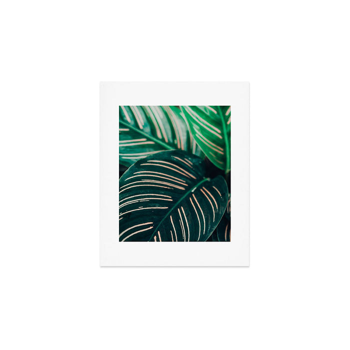 Calathea Leaves botanical houseplant leaf photography plant photo Art Print Gallery Image 1