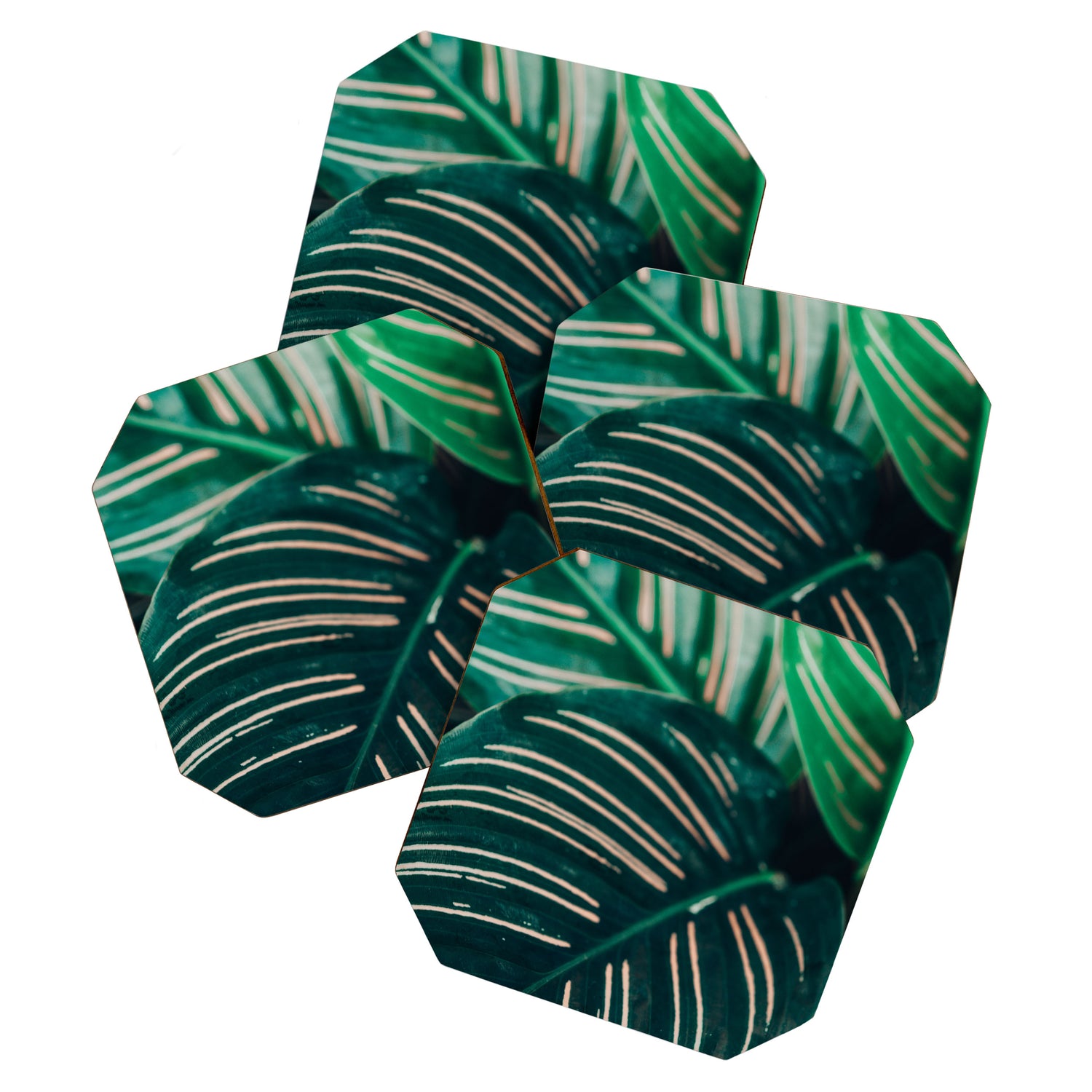 Calathea Leaves botanical houseplant leaf photography plant photo Coaster Gallery Image 1