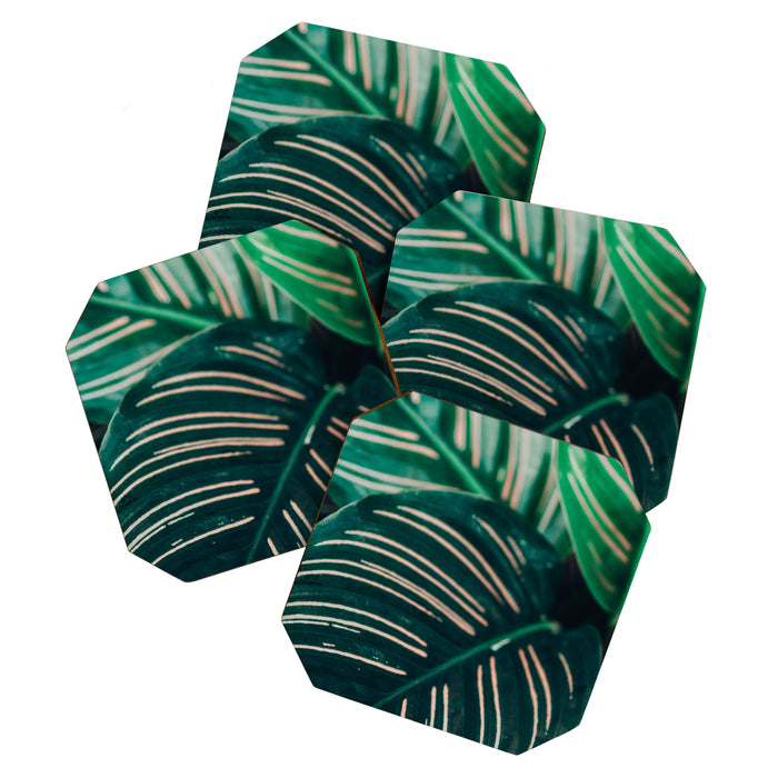 Calathea Leaves botanical houseplant leaf photography plant photo Coaster Gallery Image 1