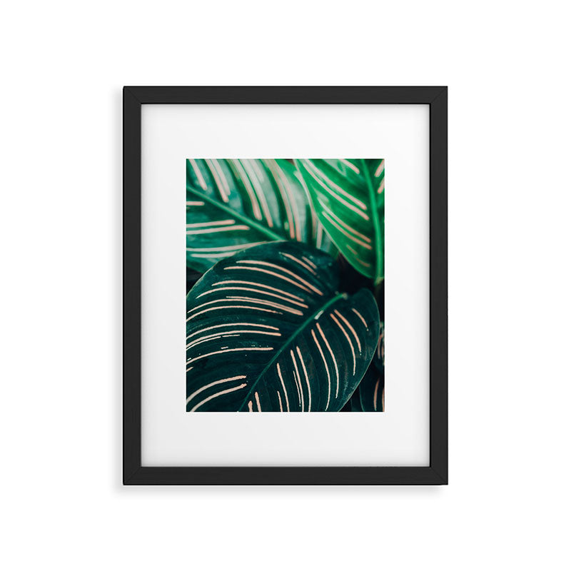 Calathea Leaves botanical houseplant leaf photography plant photo Framed Art Print Gallery Image 5