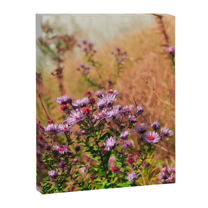 Casual Affair aster - wildflower nature photograph Canvas Print Gallery Image 1