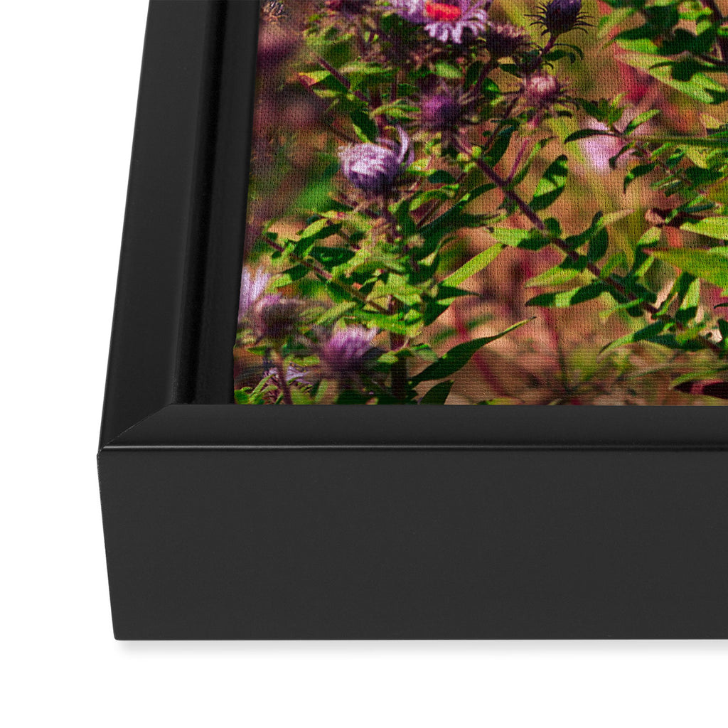 Casual Affair aster - wildflower nature photograph Framed Canvas Print Gallery Image 3
