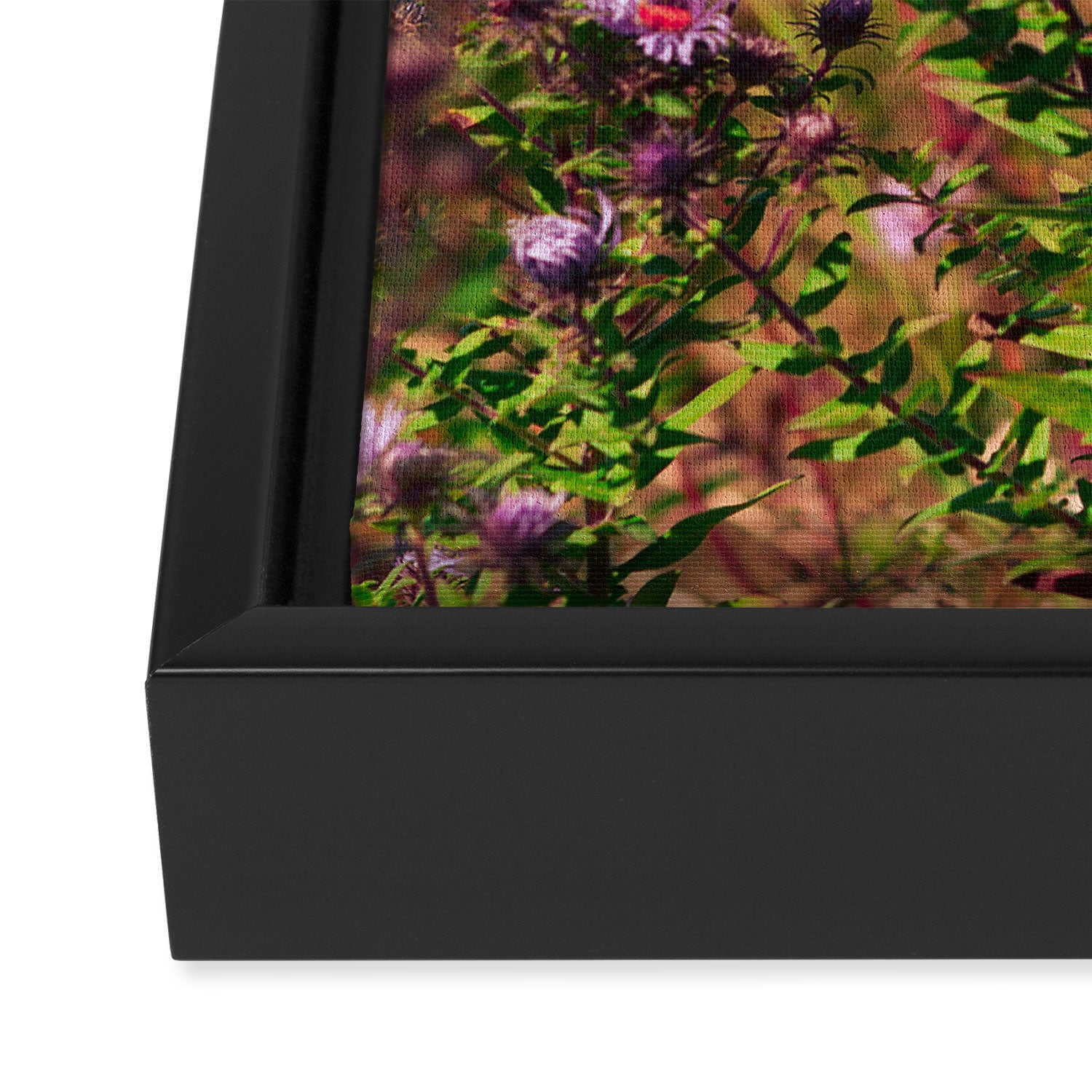 Casual Affair aster - wildflower nature photograph Framed Canvas Print Gallery Image 3