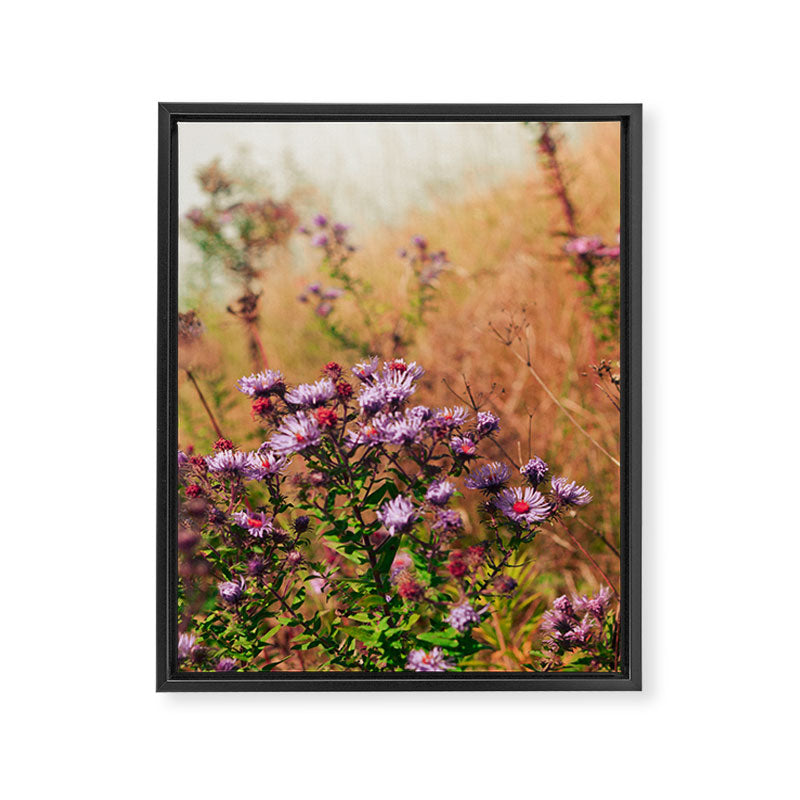 Casual Affair aster - wildflower nature photograph Framed Canvas Print Gallery Image 6