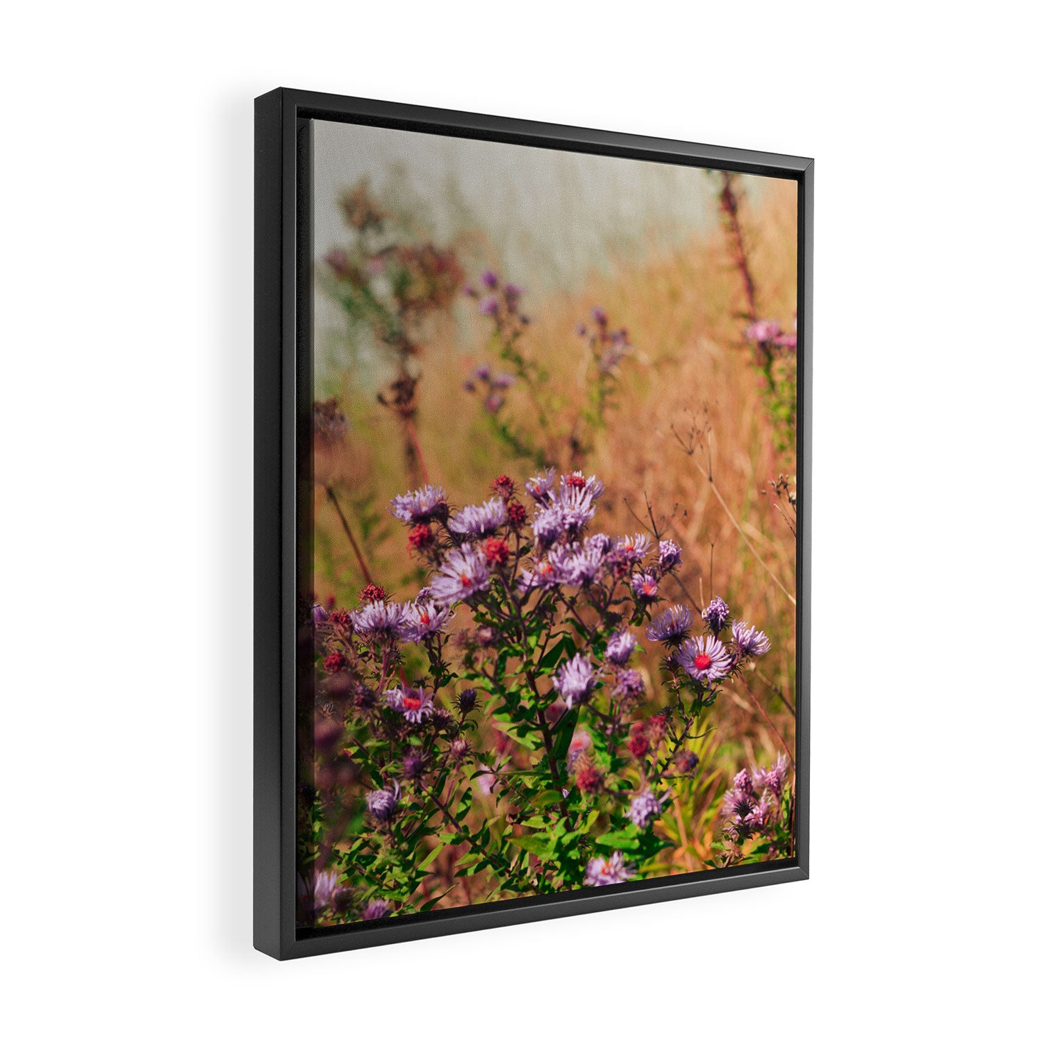 Casual Affair aster - wildflower nature photograph Framed Canvas Print Gallery Image 2