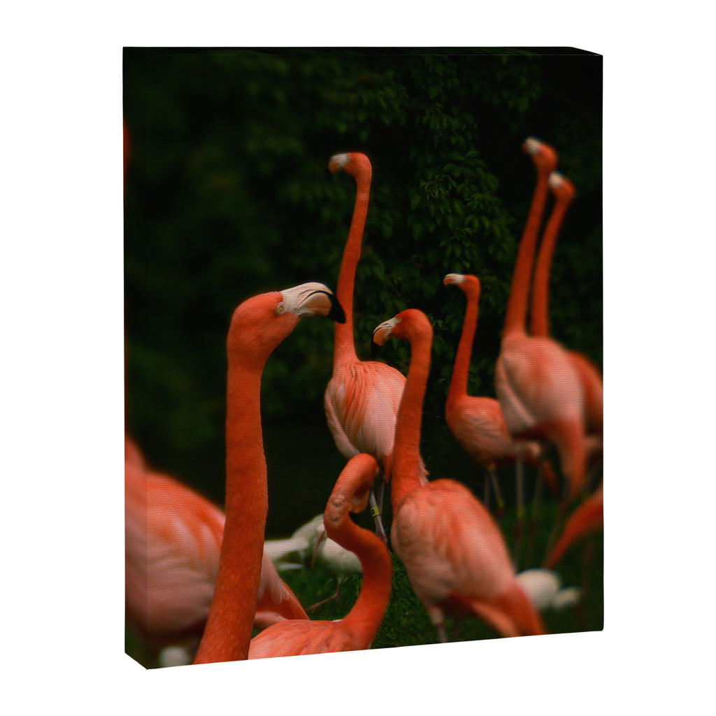 Chorus Line - Flamingo Art Canvas Print Gallery Image 6