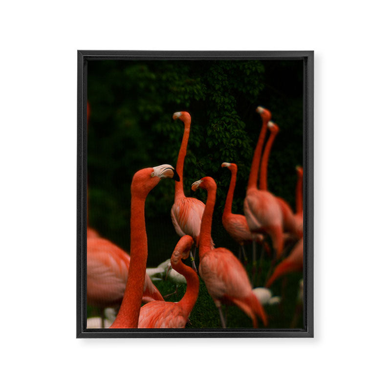 Chorus Line - Flamingo Art Framed Canvas Print Gallery Image 6
