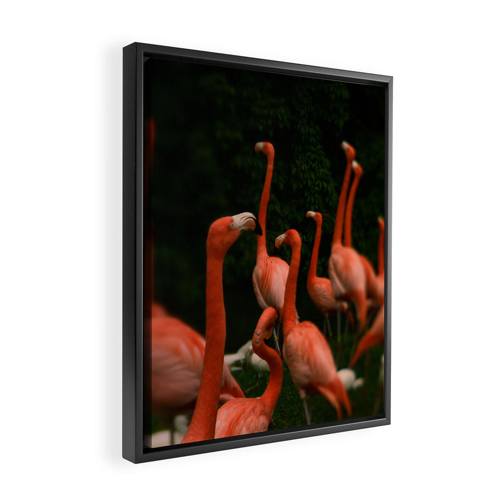 Chorus Line - Flamingo Art Framed Canvas Print Gallery Image 2