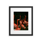 Chorus Line - Flamingo Art Framed Art Print Gallery Image 5