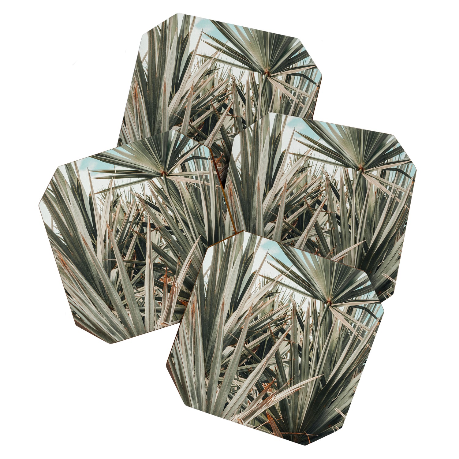 Coastal Morning  palmetto botanical leaf photograph Coaster Gallery Image 1