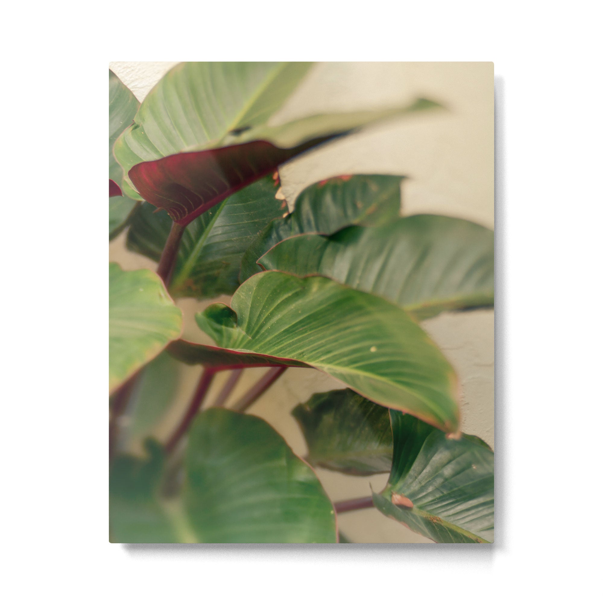 Collective Metal Print Gallery Image 4