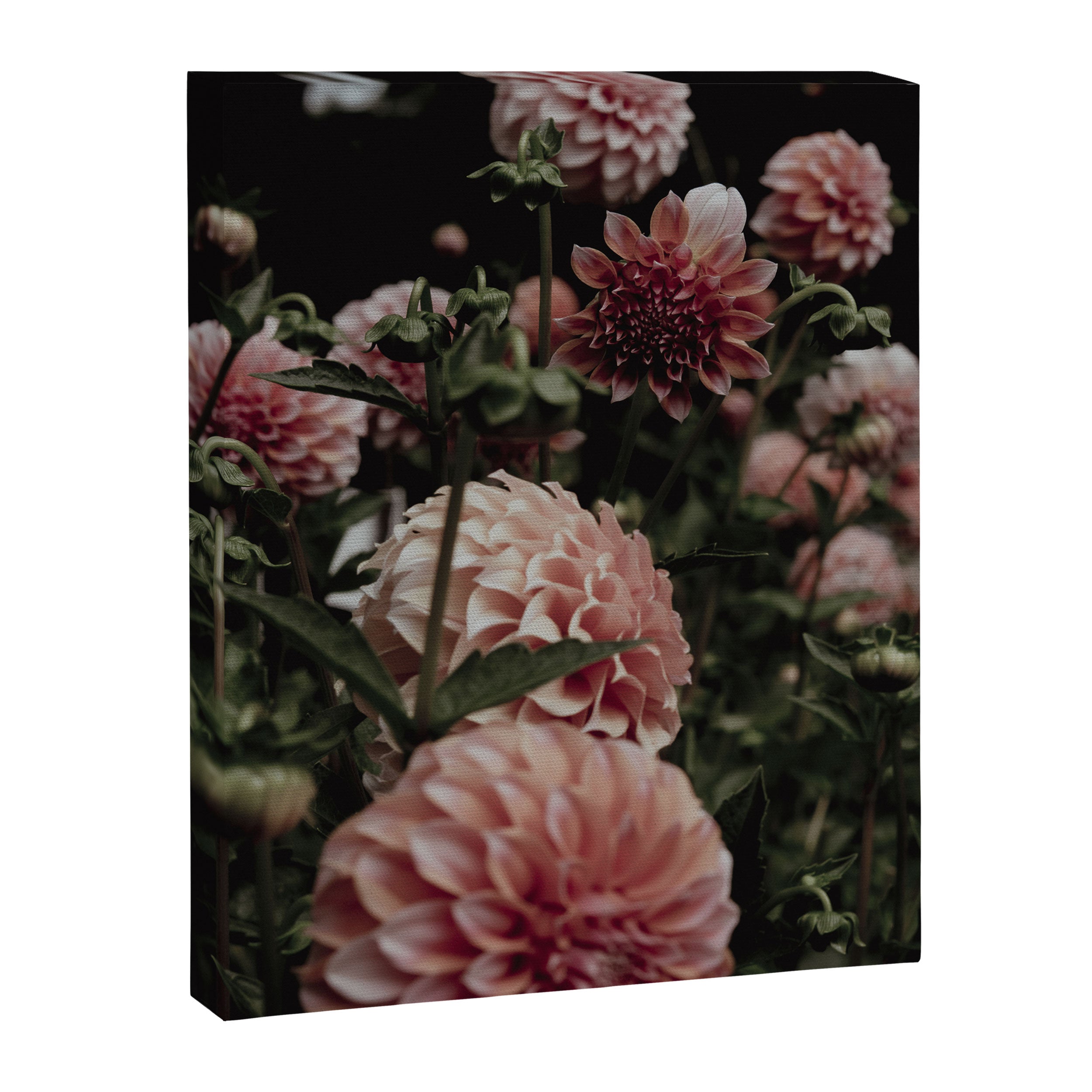 Come Together - moody botanical floral photograph rose pink dahlia flowers Canvas Print Gallery Image 6