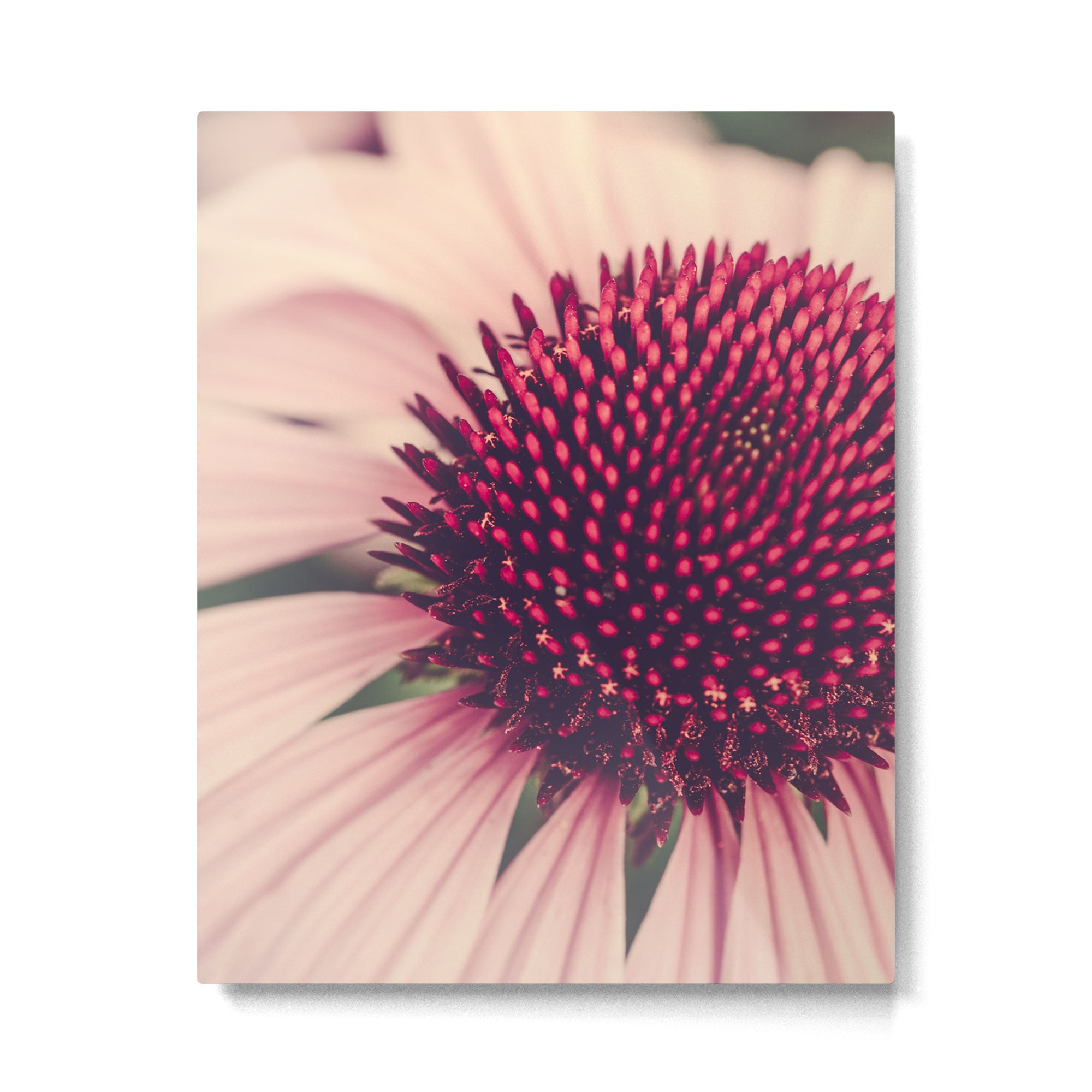 Coneflower Study 2 Metal Print Gallery Image 4