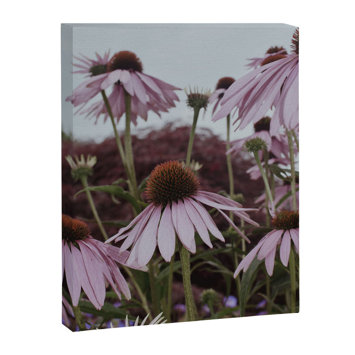 Coneflowers x flower botanical photograph Canvas Print Gallery Image 1