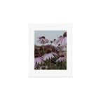 Coneflowers x flower botanical photograph Art Print Gallery Image 1