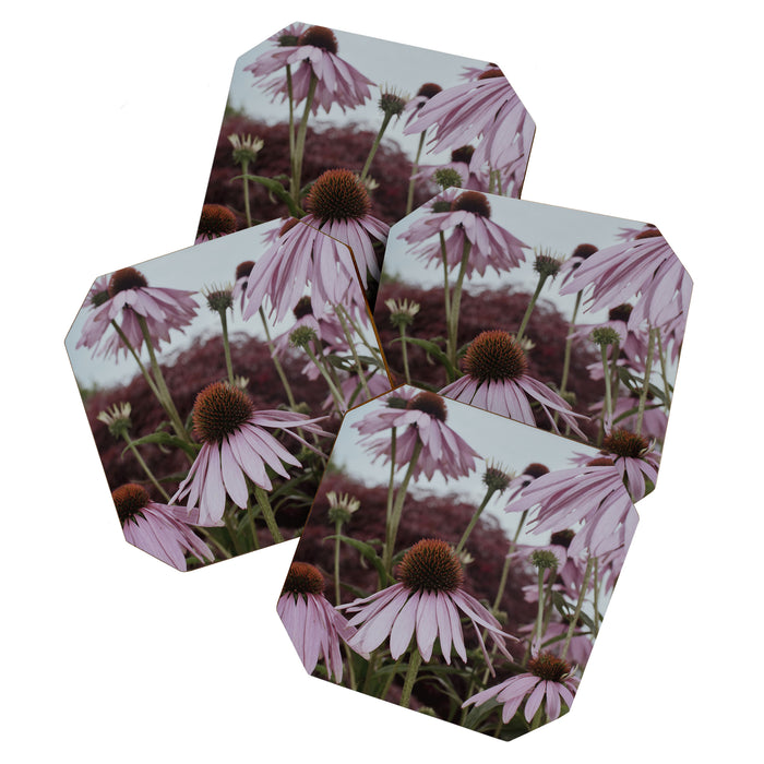 Coneflowers x flower botanical photograph Coaster Gallery Image 1
