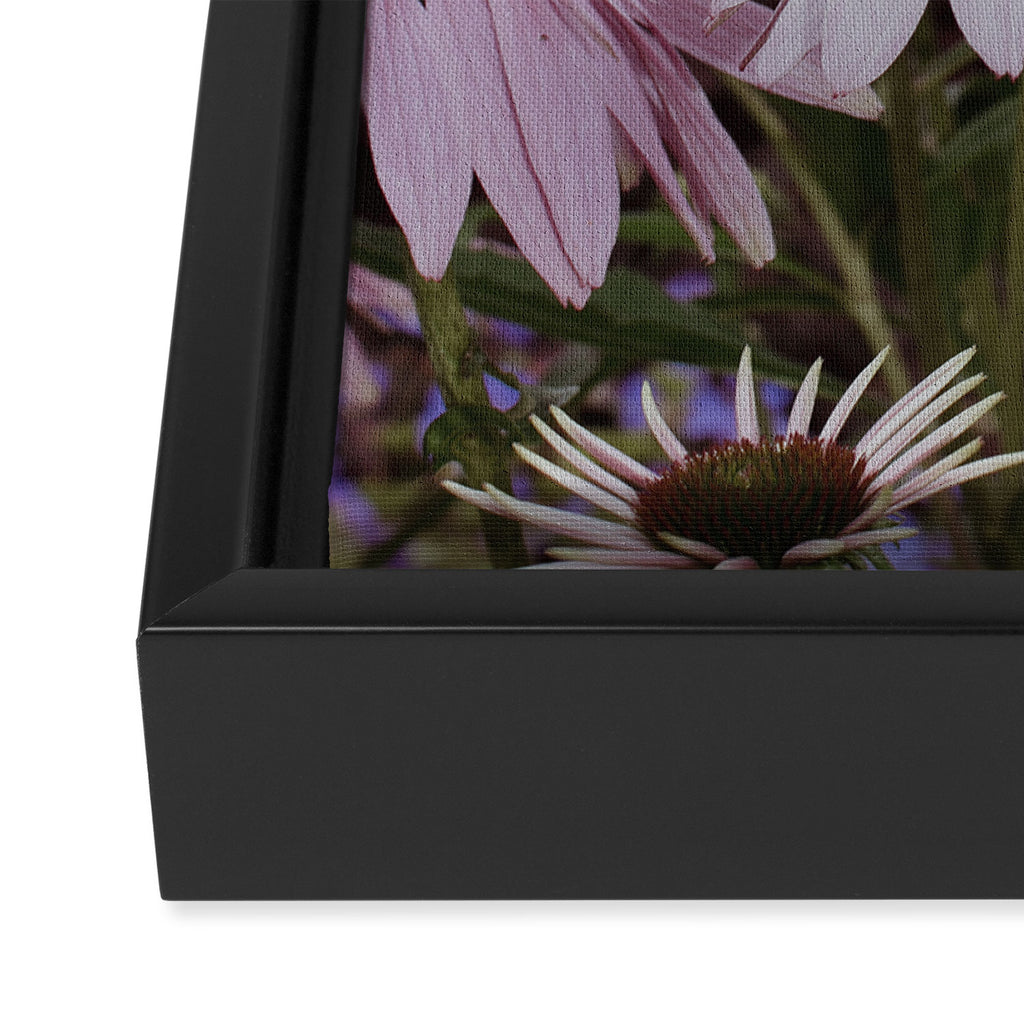 Coneflowers x flower botanical photograph Framed Canvas Print Gallery Image 3