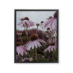 Coneflowers x flower botanical photograph Framed Canvas Print Gallery Image 6