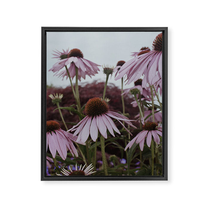 Coneflowers x flower botanical photograph Framed Canvas Print Gallery Image 1