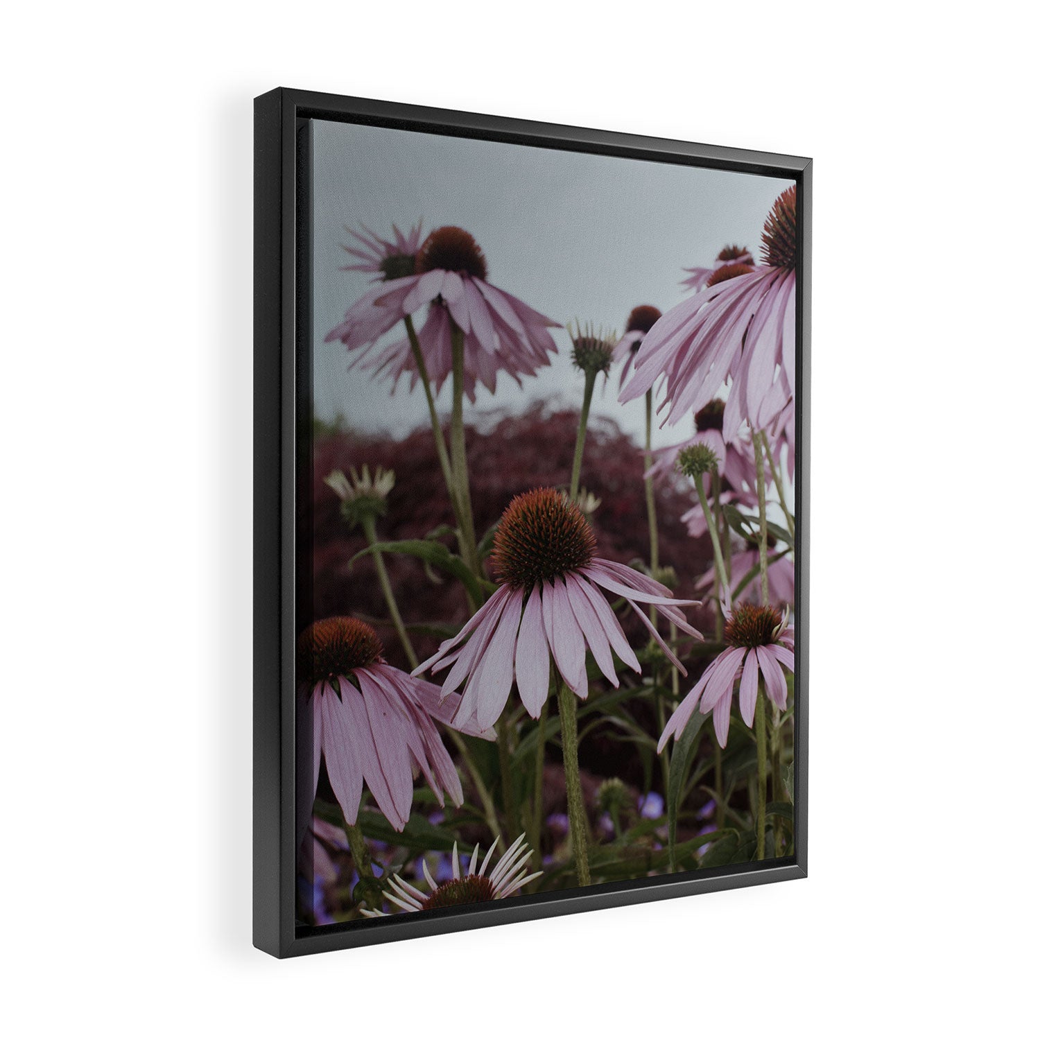 Coneflowers x flower botanical photograph Framed Canvas Print Gallery Image 2
