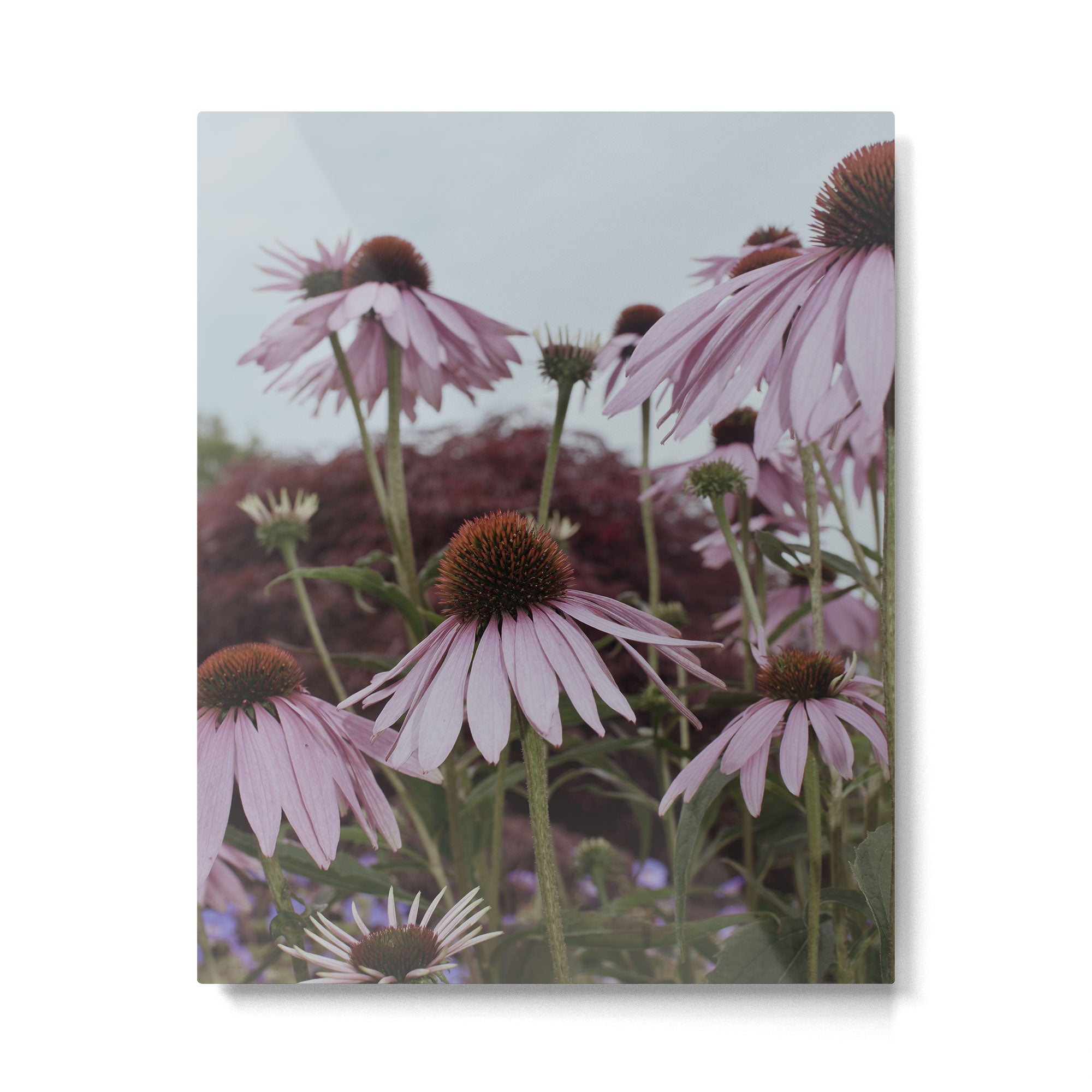 Coneflowers x flower botanical photograph Metal Print Gallery Image 4