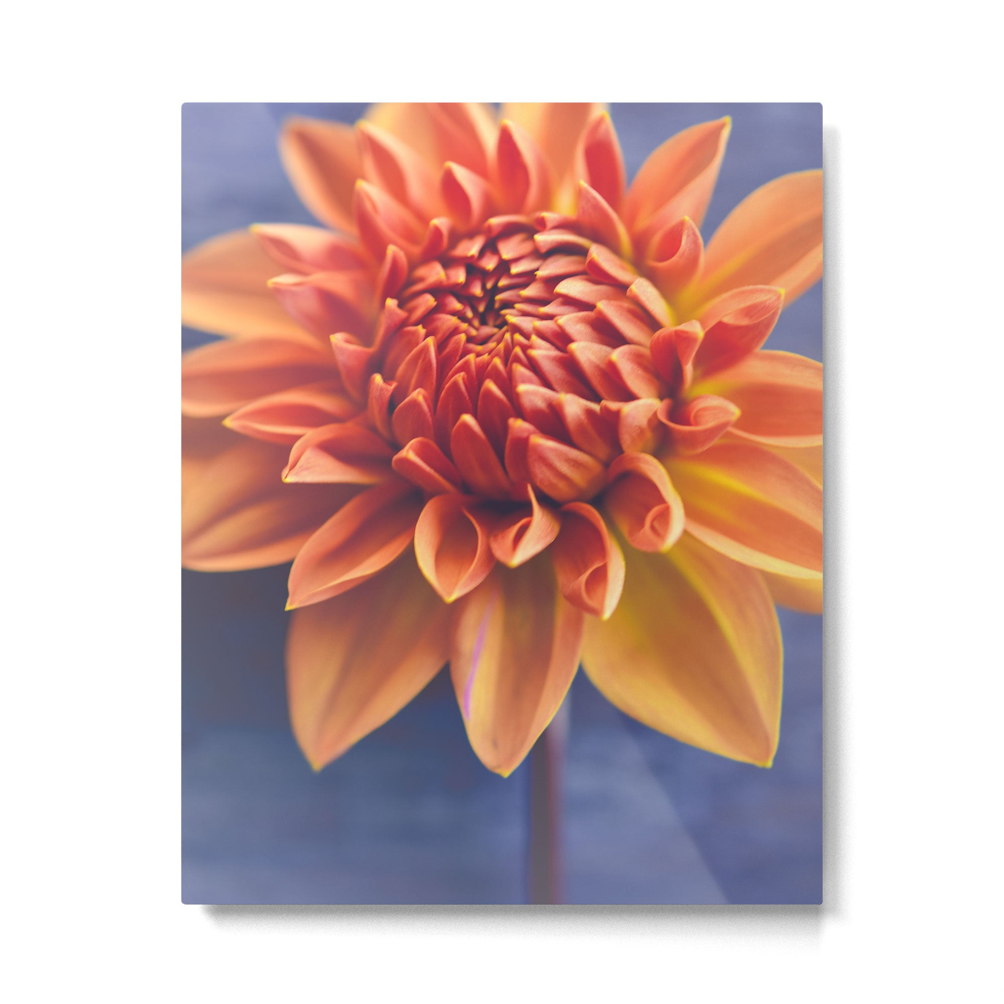 Confident Metal Print Gallery Image 4
