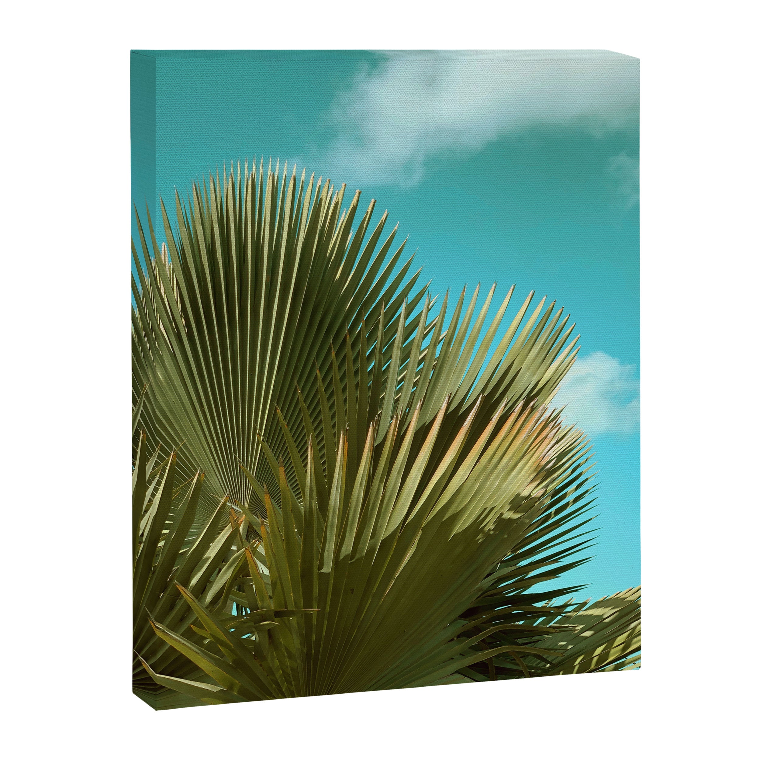 Cuban Palm and Clouds Canvas Print Gallery Image 6