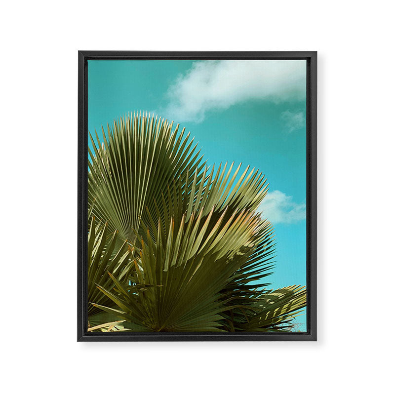 Cuban Palm and Clouds Framed Canvas Print Gallery Image 6