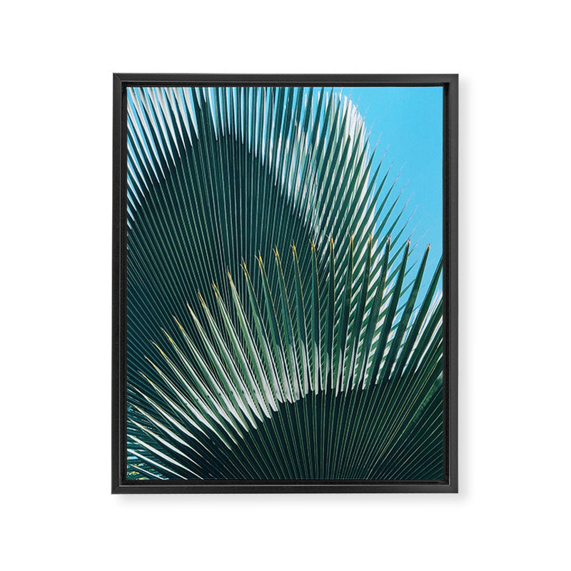 Cuban Palm Tree Framed Canvas Print Gallery Image 6