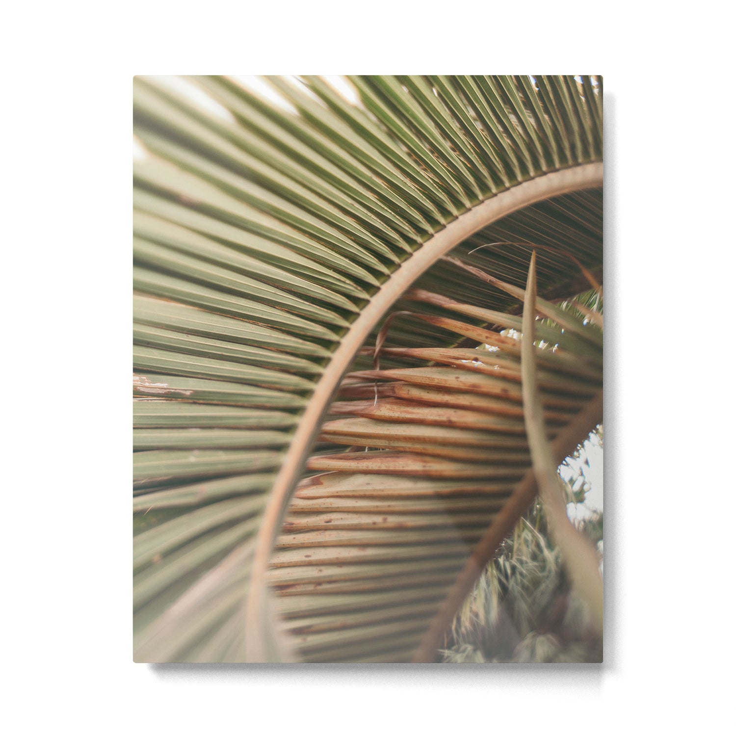 Curvy Metal Print Gallery Image 4