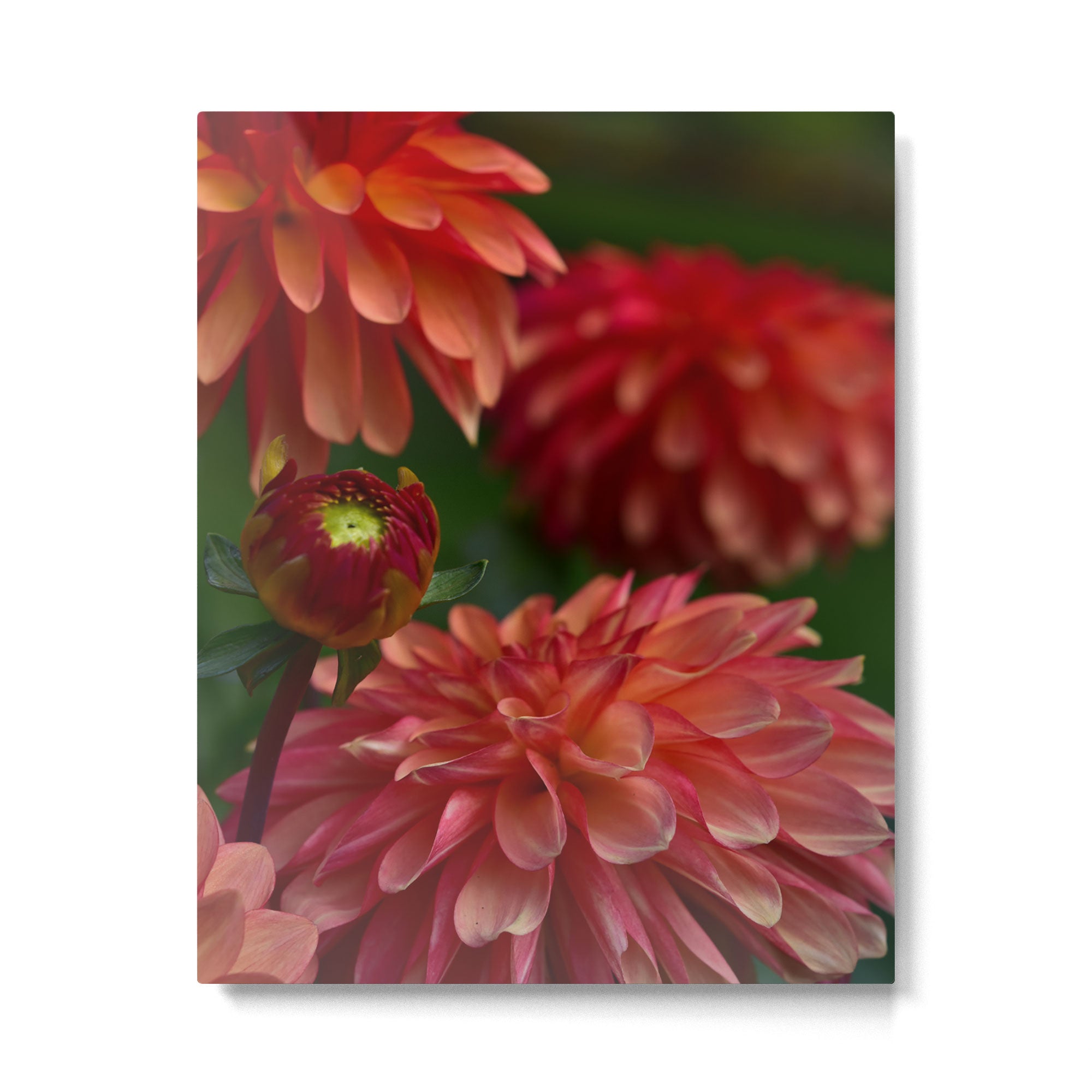 Dahlia 3 Metal Print Gallery Image 4