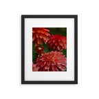 Dahlia 3 Framed Art Print Gallery Image 5