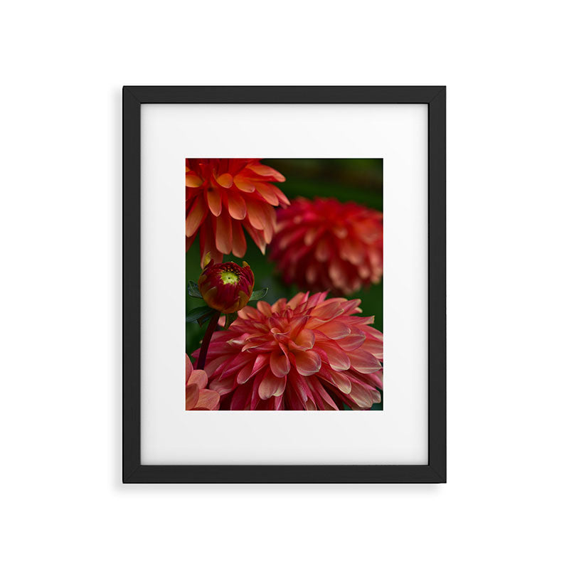 Dahlia 3 Framed Art Print Gallery Image 5