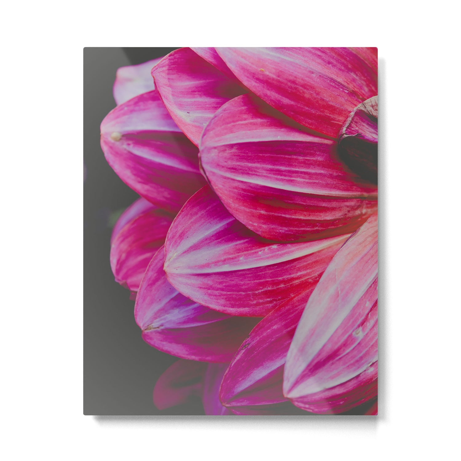 Dahlia 9 Metal Print Gallery Image 4