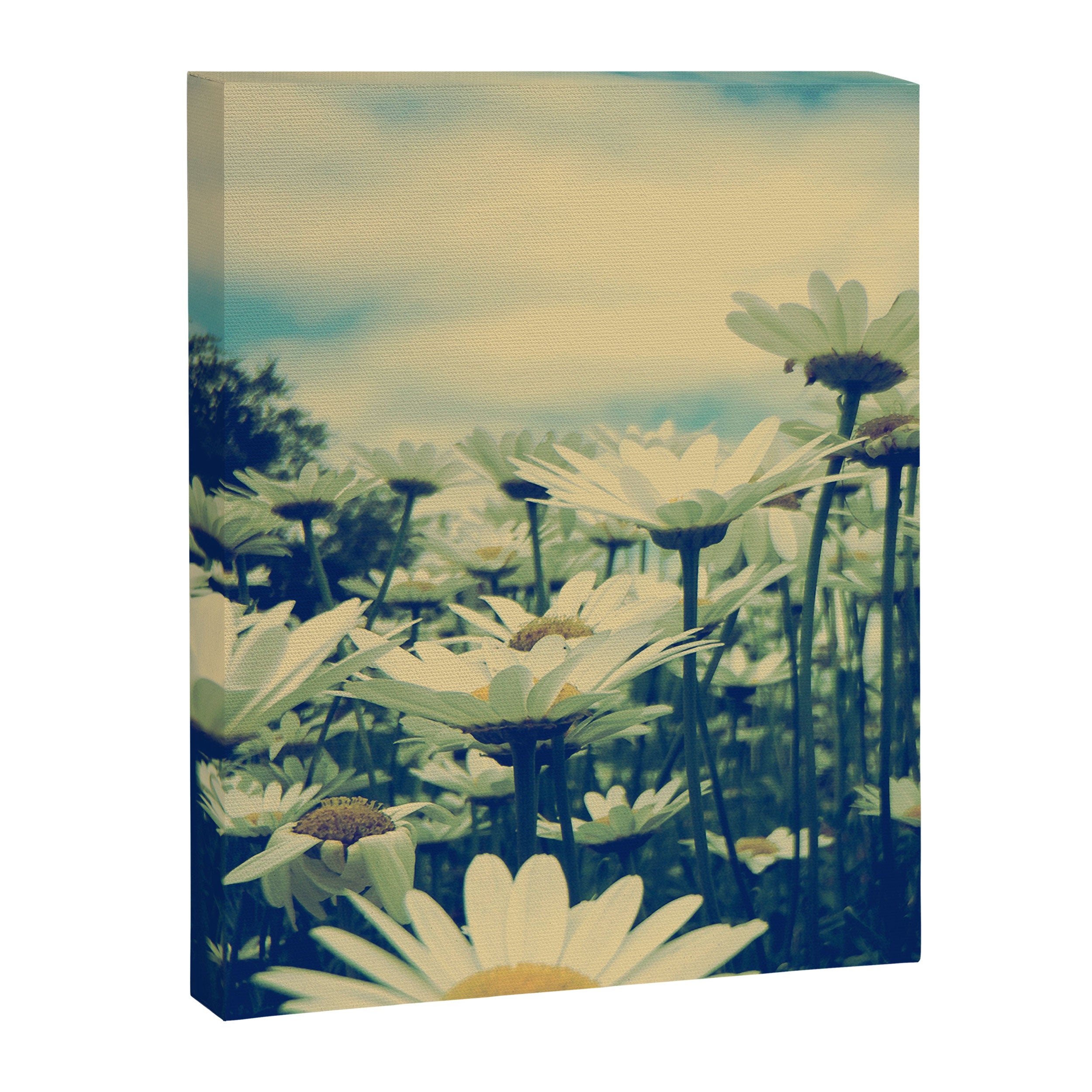 Daisy Love Canvas Print Gallery Image 8